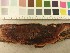  (Hapalopilus ochraceolateritius - O-F-247874)  @11 [ ] CreativeCommons - Attribution Non-Commercial Share-Alike (2019) Unspecified University of Oslo, Natural History Museum