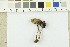  ( - O-F-248358)  @11 [ ] CreativeCommons - Attribution Non-Commercial Share-Alike (2017) Unspecified University of Oslo, Natural History Museum