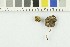  ( - O-F-248366)  @11 [ ] CreativeCommons - Attribution Non-Commercial Share-Alike (2017) Unspecified University of Oslo, Natural History Museum