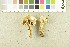  ( - O-F-248456)  @11 [ ] CreativeCommons - Attribution Non-Commercial Share-Alike (2017) Unspecified University of Oslo, Natural History Museum