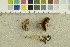  ( - O-F-248497)  @11 [ ] CreativeCommons - Attribution Non-Commercial Share-Alike (2018) Unspecified University of Oslo, Natural History Museum