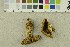  ( - O-F-248529)  @11 [ ] CreativeCommons - Attribution Non-Commercial Share-Alike (2018) Unspecified University of Oslo, Natural History Museum
