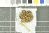  ( - O-F-248540)  @11 [ ] CreativeCommons - Attribution Non-Commercial Share-Alike (2017) Unspecified University of Oslo, Natural History Museum