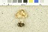  ( - O-F-248541)  @11 [ ] CreativeCommons - Attribution Non-Commercial Share-Alike (2017) Unspecified University of Oslo, Natural History Museum
