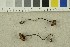  ( - O-F-248831)  @11 [ ] CreativeCommons - Attribution Non-Commercial Share-Alike (2018) Unspecified University of Oslo, Natural History Museum