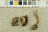  ( - O-F-248849)  @11 [ ] CreativeCommons - Attribution Non-Commercial Share-Alike (2018) Unspecified University of Oslo, Natural History Museum