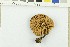  ( - O-F-248890)  @11 [ ] CreativeCommons - Attribution Non-Commercial Share-Alike (2017) Unspecified University of Oslo, Natural History Museum