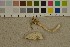 ( - O-F-249269)  @11 [ ] CreativeCommons - Attribution Non-Commercial Share-Alike (2016) Unspecified University of Oslo, Natural History Museum