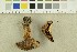  ( - O-F-249404)  @11 [ ] CreativeCommons - Attribution Non-Commercial Share-Alike (2018) Unspecified University of Oslo, Natural History Museum