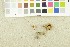  ( - O-F-249467)  @11 [ ] CreativeCommons - Attribution Non-Commercial Share-Alike (2017) Unspecified University of Oslo, Natural History Museum