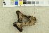  ( - O-F-249485)  @11 [ ] CreativeCommons - Attribution Non-Commercial Share-Alike (2018) Unspecified University of Oslo, Natural History Museum