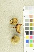  ( - O-F-249682)  @11 [ ] CreativeCommons - Attribution Non-Commercial Share-Alike (2018) Unspecified University of Oslo, Natural History Museum