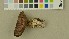  ( - O-DFL-2194)  @11 [ ] CreativeCommons - Attribution Non-Commercial Share-Alike (2015) Unspecified University of Oslo, Natural History Museum
