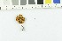  ( - O-F-249897)  @11 [ ] CreativeCommons - Attribution Non-Commercial Share-Alike (2017) Unspecified University of Oslo, Natural History Museum