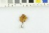  ( - O-F-249897)  @11 [ ] CreativeCommons - Attribution Non-Commercial Share-Alike (2017) Unspecified University of Oslo, Natural History Museum