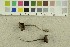  ( - O-F-251435)  @11 [ ] CreativeCommons - Attribution Non-Commercial Share-Alike (2018) Unspecified University of Oslo, Natural History Museum