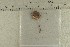  ( - O-F-251769)  @11 [ ] by-nc-sa (2021) Unspecified University of Oslo, Natural History Museum