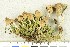  ( - O-F-252188)  @11 [ ] CreativeCommons - Attribution Non-Commercial Share-Alike (2017) Unspecified University of Oslo, Natural History Museum