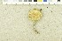  ( - O-F-252202)  @11 [ ] CreativeCommons - Attribution Non-Commercial Share-Alike (2017) Unspecified University of Oslo, Natural History Museum