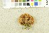  ( - O-F-252269)  @11 [ ] CreativeCommons - Attribution Non-Commercial Share-Alike (2017) Unspecified University of Oslo, Natural History Museum