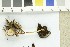  ( - O-F-252426)  @11 [ ] CreativeCommons - Attribution Non-Commercial Share-Alike (2017) Unspecified University of Oslo, Natural History Museum
