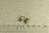  ( - O-F-252494)  @11 [ ] by-nc-sa (2021) Unspecified University of Oslo, Natural History Museum