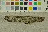  (Sebacina sp - O-F-252711)  @11 [ ] CreativeCommons - Attribution Non-Commercial Share-Alike (2017) Unspecified University of Oslo, Natural History Museum