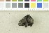  (Urnula hiemalis - O-F-252948)  @11 [ ] CreativeCommons - Attribution Non-Commercial Share-Alike (2017) Unspecified University of Oslo, Natural History Museum