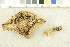  (Lactarius leonis - O-F-252977)  @11 [ ] CreativeCommons - Attribution Non-Commercial Share-Alike (2017) Unspecified University of Oslo, Natural History Museum