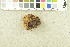  ( - O-F-253101)  @11 [ ] CreativeCommons - Attribution Non-Commercial Share-Alike (2017) Unspecified University of Oslo, Natural History Museum