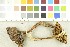  ( - O-F-253794)  @11 [ ] CreativeCommons - Attribution Non-Commercial Share-Alike (2017) Unspecified University of Oslo, Natural History Museum