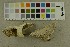  ( - O-F-253799)  @11 [ ] CreativeCommons - Attribution Non-Commercial Share-Alike (2017) Unspecified University of Oslo, Natural History Museum