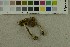  ( - O-F-253813)  @11 [ ] CreativeCommons - Attribution Non-Commercial Share-Alike (2017) Unspecified University of Oslo, Natural History Museum