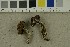  ( - O-F-253822)  @11 [ ] CreativeCommons - Attribution Non-Commercial Share-Alike (2017) Unspecified University of Oslo, Natural History Museum