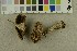  ( - O-F-253833)  @11 [ ] CreativeCommons - Attribution Non-Commercial Share-Alike (2017) Unspecified University of Oslo, Natural History Museum