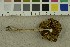 ( - O-F-253841)  @11 [ ] CreativeCommons - Attribution Non-Commercial Share-Alike (2017) Unspecified University of Oslo, Natural History Museum
