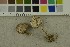  ( - O-F-253848)  @11 [ ] CreativeCommons - Attribution Non-Commercial Share-Alike (2017) Unspecified University of Oslo, Natural History Museum