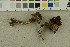  ( - O-F-253853)  @11 [ ] CreativeCommons - Attribution Non-Commercial Share-Alike (2017) Unspecified University of Oslo, Natural History Museum