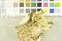  ( - O-F-253886)  @11 [ ] CreativeCommons - Attribution Non-Commercial Share-Alike (2017) Unspecified University of Oslo, Natural History Museum