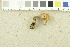  ( - O-F-253959)  @11 [ ] CreativeCommons - Attribution Non-Commercial Share-Alike (2017) Unspecified University of Oslo, Natural History Museum