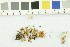  ( - O-F-253963)  @11 [ ] CreativeCommons - Attribution Non-Commercial Share-Alike (2017) Unspecified University of Oslo, Natural History Museum