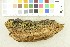  ( - O-F-253976)  @11 [ ] CreativeCommons - Attribution Non-Commercial Share-Alike (2017) Unspecified University of Oslo, Natural History Museum