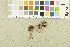  ( - O-F-253979)  @11 [ ] CreativeCommons - Attribution Non-Commercial Share-Alike (2017) Unspecified University of Oslo, Natural History Museum