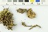  ( - O-F-253989)  @11 [ ] CreativeCommons - Attribution Non-Commercial Share-Alike (2017) Unspecified University of Oslo, Natural History Museum