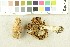  ( - O-F-254021)  @11 [ ] CreativeCommons - Attribution Non-Commercial Share-Alike (2017) Unspecified University of Oslo, Natural History Museum