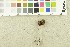  ( - O-F-254035)  @11 [ ] CreativeCommons - Attribution Non-Commercial Share-Alike (2017) Unspecified University of Oslo, Natural History Museum