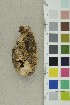  ( - O-F-254159)  @11 [ ] CreativeCommons - Attribution Non-Commercial Share-Alike (2018) Unspecified University of Oslo, Natural History Museum