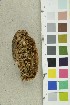  ( - O-F-254159)  @11 [ ] CreativeCommons - Attribution Non-Commercial Share-Alike (2018) Unspecified University of Oslo, Natural History Museum