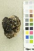  ( - O-F-254160)  @11 [ ] CreativeCommons - Attribution Non-Commercial Share-Alike (2018) Unspecified University of Oslo, Natural History Museum