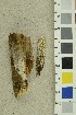  (Antrodia heteromorpha - O-F-254166)  @11 [ ] CreativeCommons - Attribution Non-Commercial Share-Alike (2018) Unspecified University of Oslo, Natural History Museum